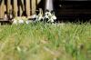 How poisonous are snowdrops? That is to be observed