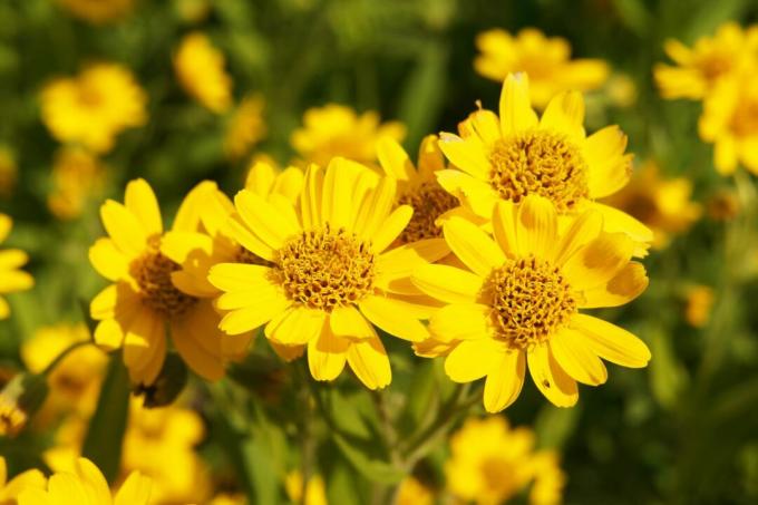 Жълти цветя от арника