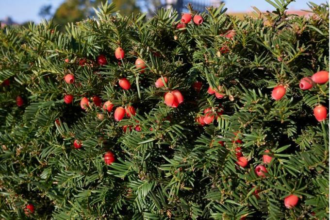 If (Taxus baccata)