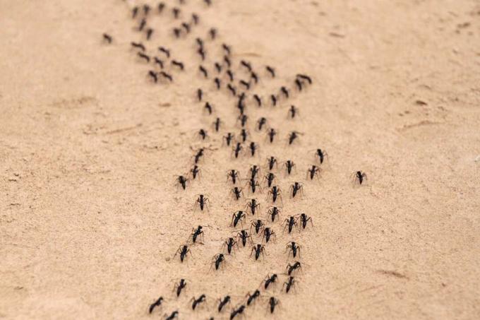 scia di formiche