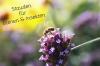 60 tanaman keras untuk lebah dan serangga