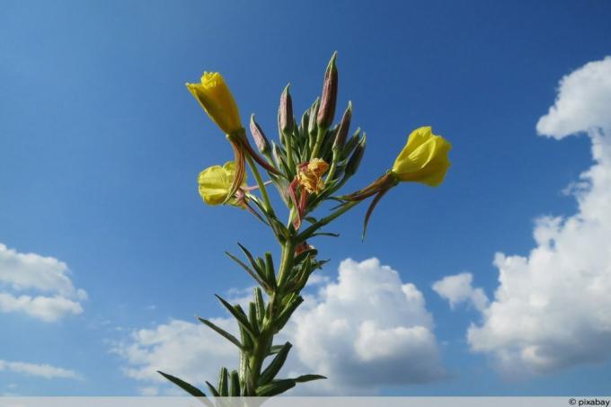 Oenothera - زهرة الربيع المسائية