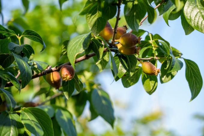 Frutti del Chimonanthus praecox