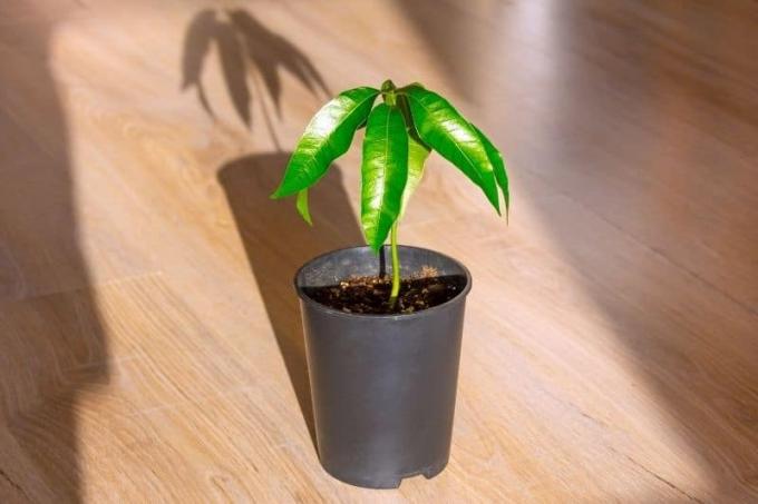 Mango jako pokojová rostlina na slunci