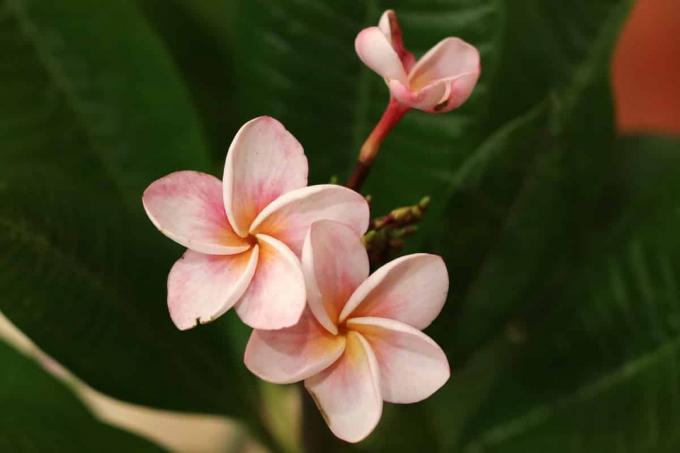 Plumeria - frangipani
