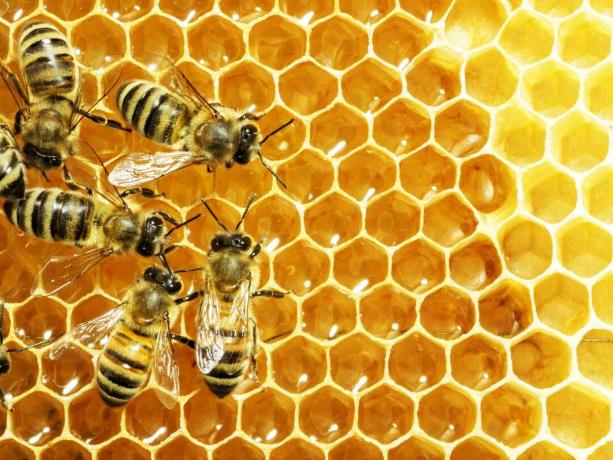 Μέλισσες σε κηρήθρες