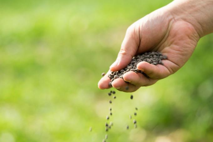 Granule veganského hnojiva se sypou ručně