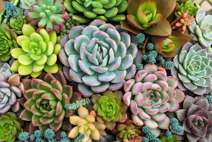 Succulent plants easy to care for
