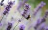 Žuželkam prijazen vrt: oblikovanje in nasveti