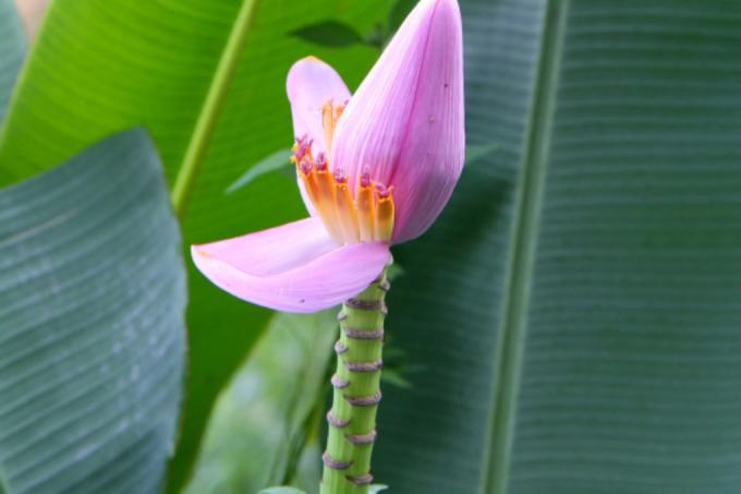 Биљка банана у башти