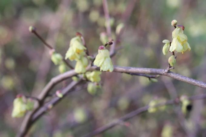 Sarapuu (Corylopsis pauciflora)