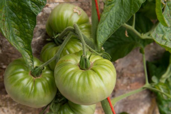 Tomato variety Hillbilly