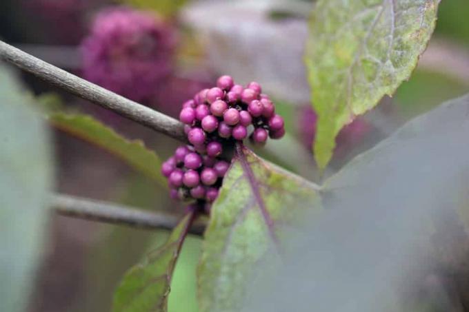 Прелепо воће - љубавни бисерни грм - Цаллицарпа гиралдии
