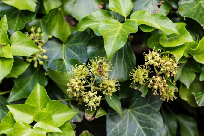 Lebah di bunga ivy