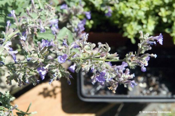 Cataire bleue (Nepeta x faassenii) 'Walker's Low'