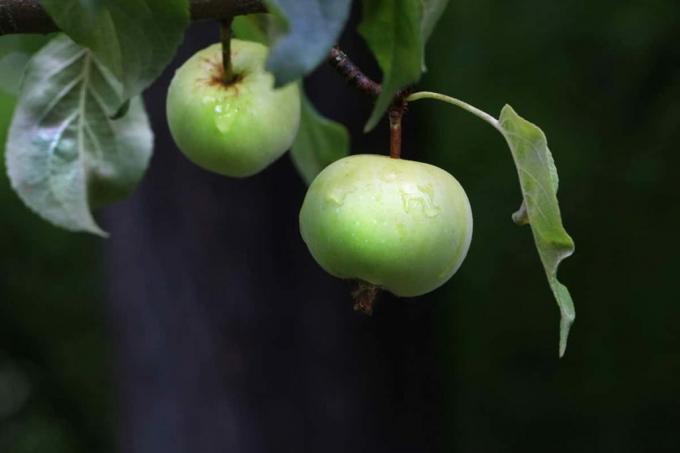 ябълка от рак (Malus sylvestris)