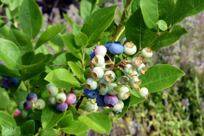 blueberry underplants