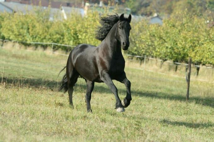 μαύρο άλογο τρέχει μέσα από περιβόλι.