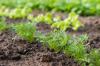 Plantera och odla morötter: experttips