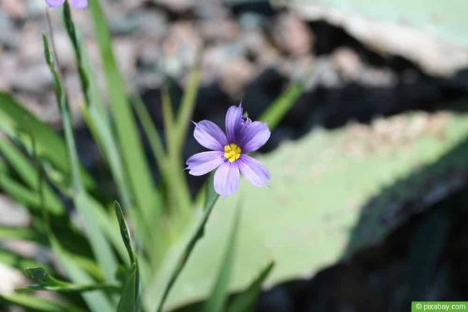 Blue rush lily (Sisyrinchium angustifolium)