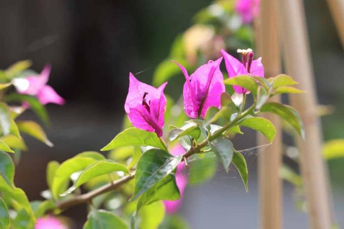 Triplet blomst - bougainvillea