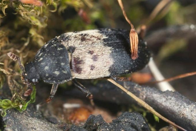 Kumbang daging - Dermestes lardarius