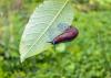 Kasvit etanoita vastaan: mikä todella auttaa?