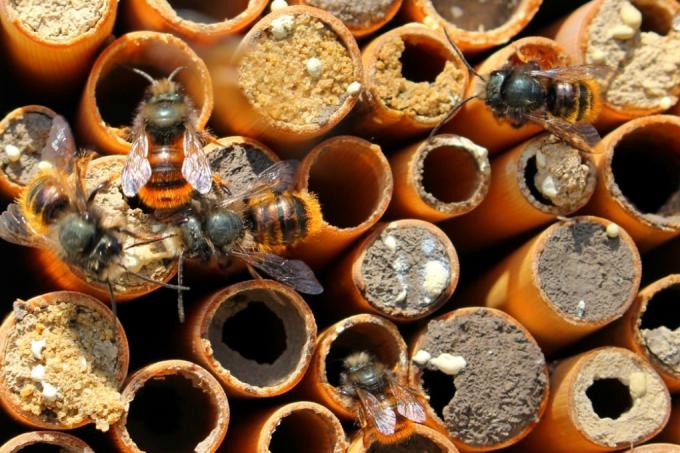 atraer abejas silvestres