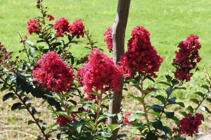 Indisk lilla (Lagerstroemia indica) i solen