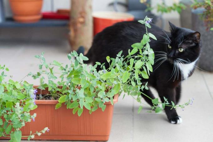 Katz in front of a flowerpot