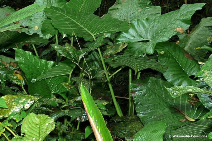 Hoja de flecha (Alocasia sarawakensis)