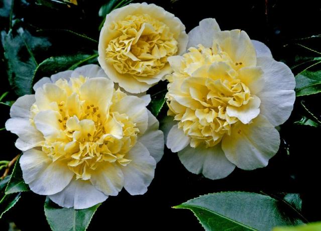 Camellia x williamsii 심사위원의 노란색