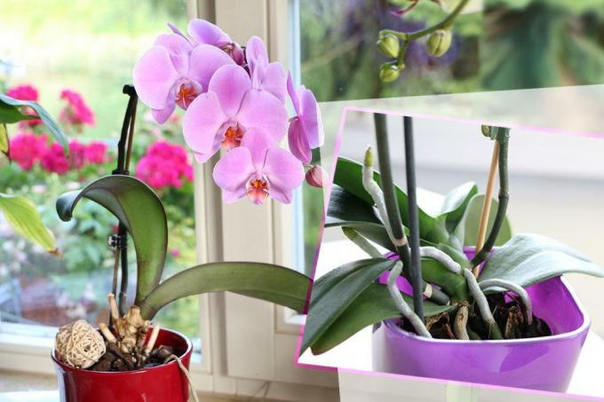 Zachte en slappe bladeren op de orchidee