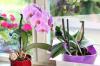 Minkšti ir nukarę lapai ant orchidėjų: ką daryti?