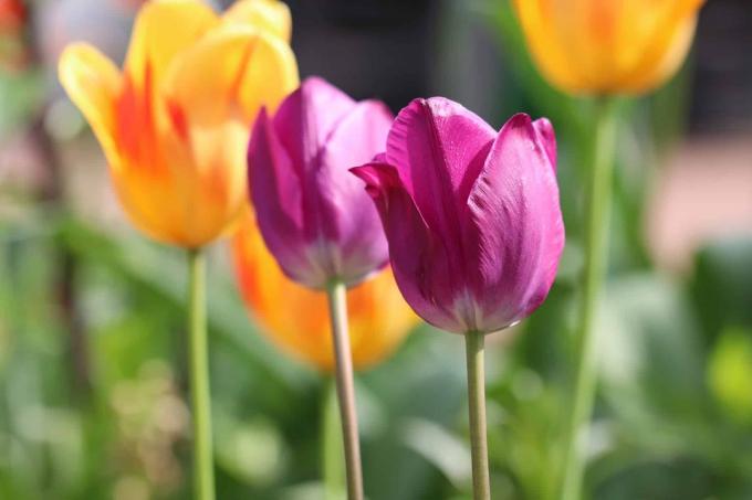 Tulipány (Tulipa) v zahradě