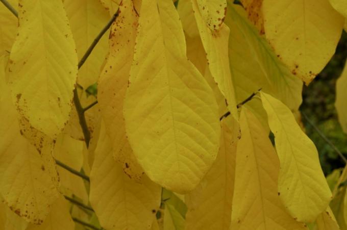 Желтые листья индийского банана осенью