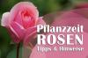 Χρόνος φύτευσης τριαντάφυλλου: η καλύτερη στιγμή για να φυτέψετε τριαντάφυλλα