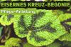 Železna križna begonija, Begonia masoniana: nega