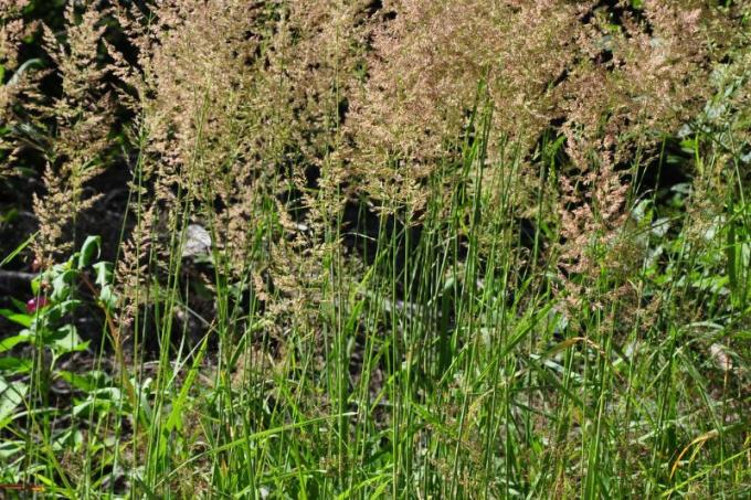 Visoka močvirna trava (Molinia arundinacea)