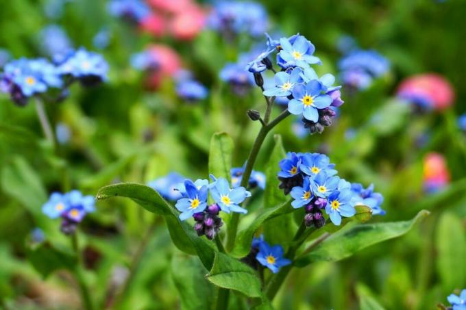 ワスレナグサのクローズアップと青い花