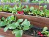 Snack garden: astuces & plantes pour créer