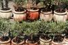 Overvintring af oliventræet i en potte: vinterbeskyttelse til spanden