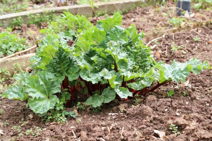 growing rhubarb in the bed