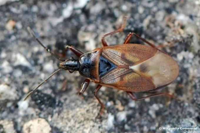 Grankoglebug (Gastrodes abietum), kakerlaklignende bille