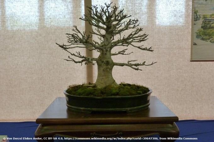 Notched beech, Fagus crenata as a bonsai