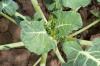 Büyüyen brokoli: bahçeye dikim için ipuçları