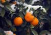 संतरे के पेड़ को हाइबरनेट करना: विशेषज्ञ सुझाव