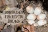 Jak poprawnie rozpoznać jaja rudzików: Obraz