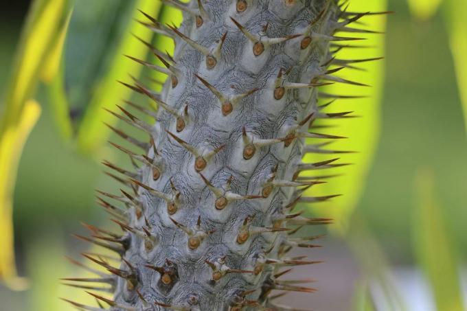 Мадагаскарську пальму важко розмножити