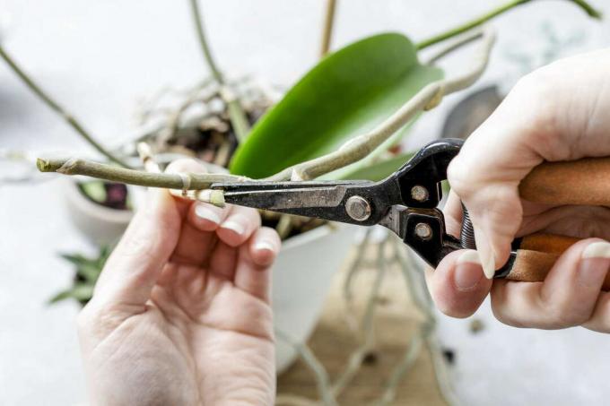 Виріжте орхідеї ножицями